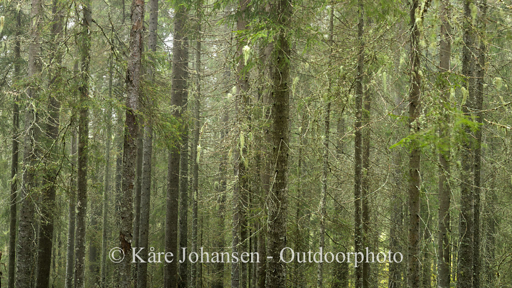 Spruce, Finnskogen